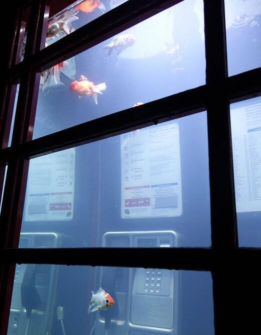 由电话亭改造的发光水族箱（图片来自台湾“中央通讯社”）