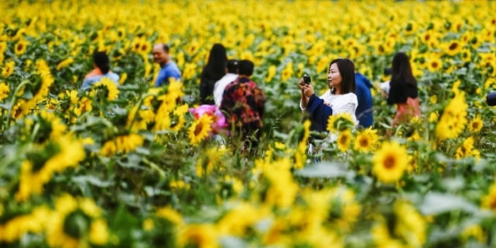9月去宁夏赏花700余亩向日葵等你打卡 手机新浪网