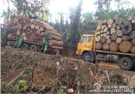 缅甸境内，中国伐木商车队