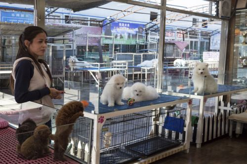 一些小狗看起来很可爱