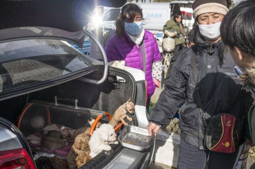 狗贩子把狗放在汽车后备箱中叫卖