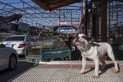 一只狗狗在张望