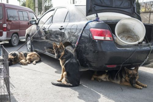 狗贩子将狗拴在汽车后边