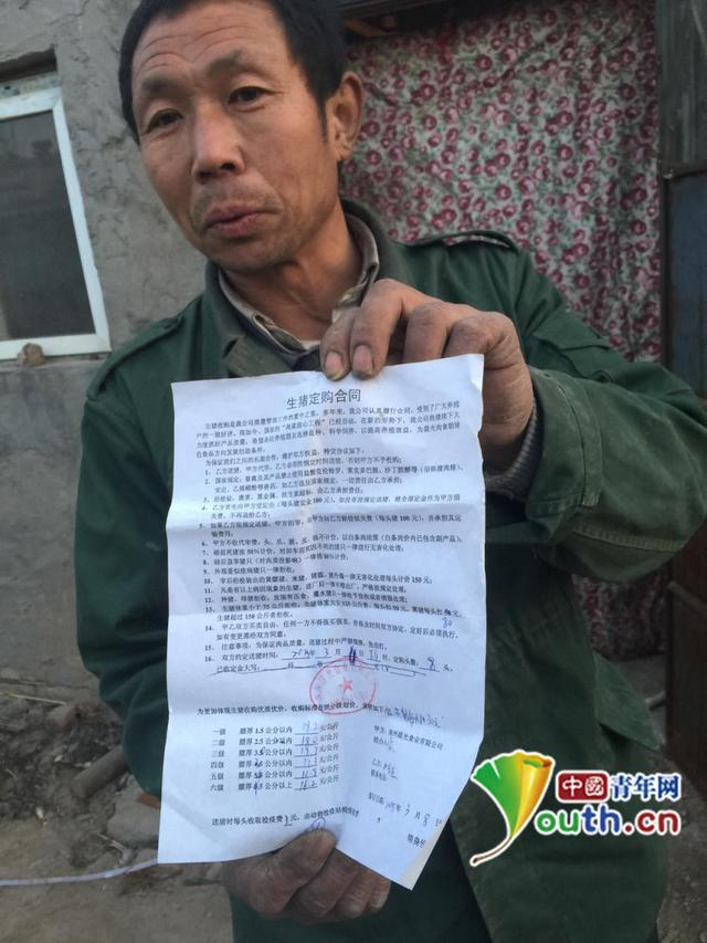 在河北深州市，养猪户老赵出示给记者的与晨光公司签订的生猪定购合同。