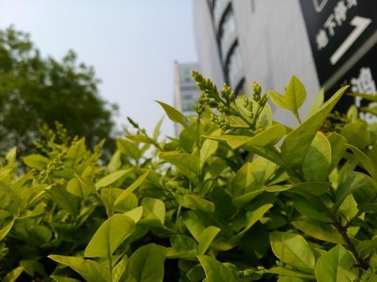 春天到了拍花去 解读手机微距摄影技巧 