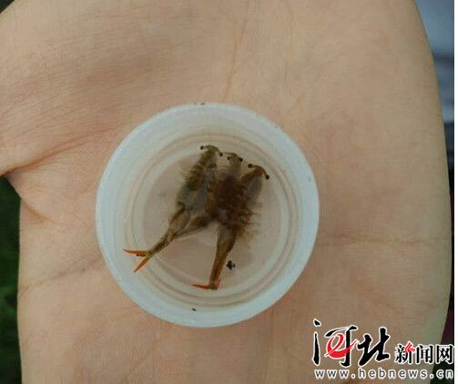 村民展示找到的“仙女虾”。