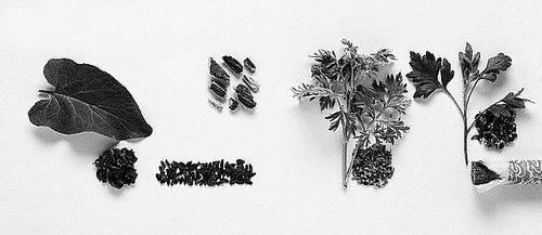 不同种类的青蒿