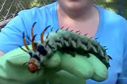 这只毛毛虫的头上还长角，看起来就像是卡通画里的模样，外表吓人。