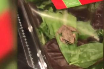 盒装生菜中蹦出活青蛙
