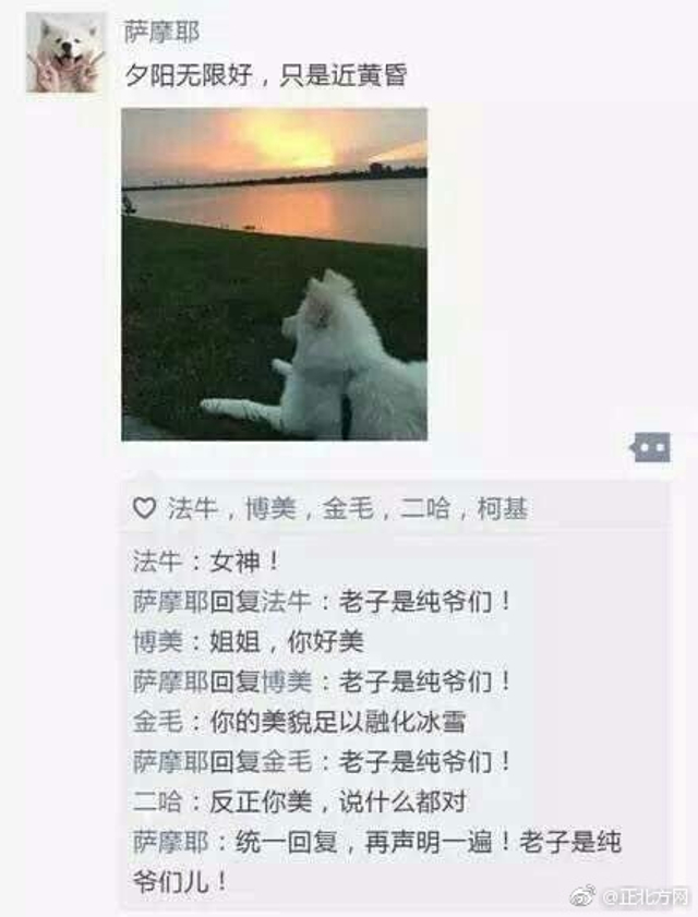 萌！如果狗狗也有朋友圈