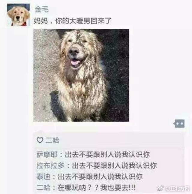 萌！如果狗狗也有朋友圈