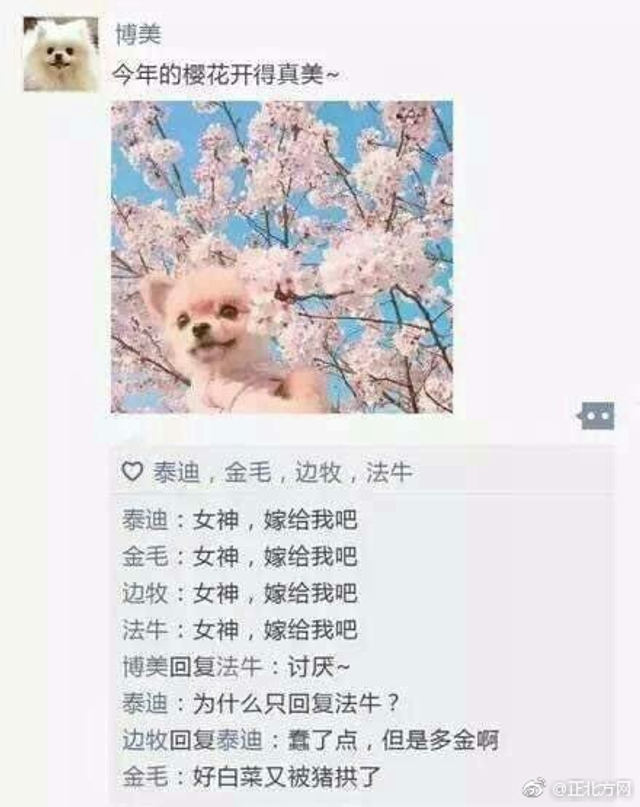 萌！如果狗狗也有朋友圈