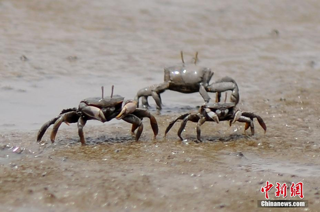 密恐慎入！青岛上亿螃蟹横行入海口