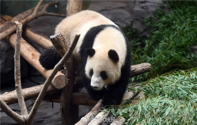暖男"平平"空降南京 红山动物园熊猫天团合体啦!_新浪图片