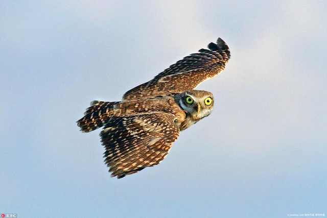 可爱猫头鹰拍照玩心机 歪脖上镜抢镜功力一流