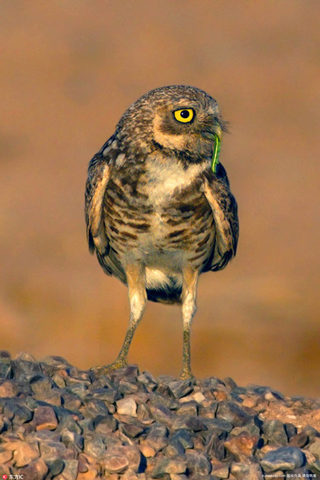 可爱猫头鹰拍照玩心机 歪脖上镜抢镜功力一流