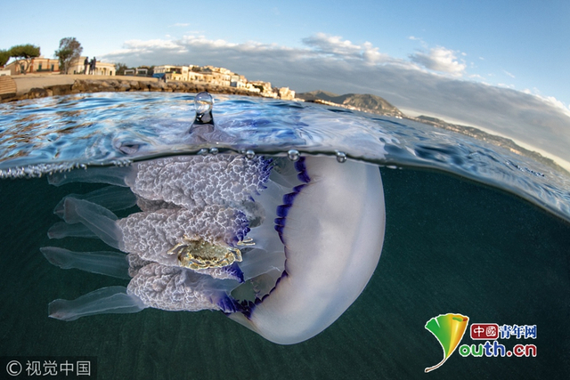 意大利“无赖”螃蟹强搭水母便车 有吃有喝惬意畅游大海