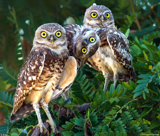 可爱猫头鹰拍照玩心机 歪脖上镜抢镜功力一流