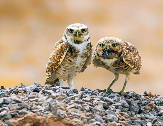 可爱猫头鹰拍照玩心机 歪脖上镜抢镜功力一流