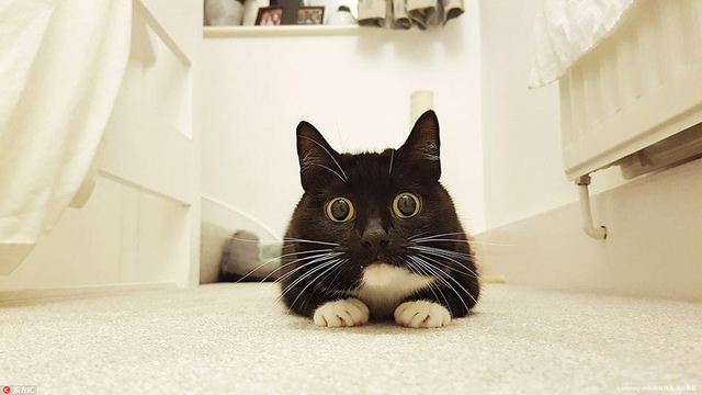 小黑猫靠铜铃大眼爆红网络 好奇表情包俘获千万粉丝