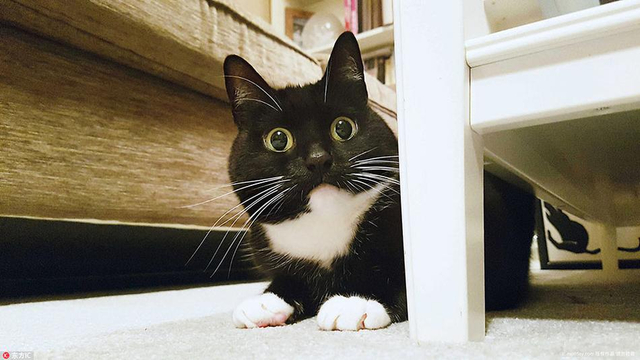 小黑猫靠铜铃大眼爆红网络 好奇表情包俘获千万粉丝