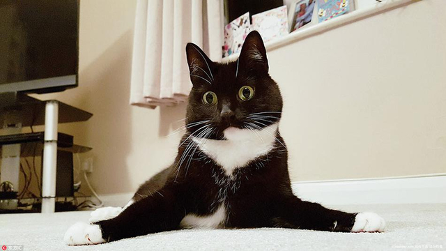 小黑猫靠铜铃大眼爆红网络 好奇表情包俘获千万粉丝