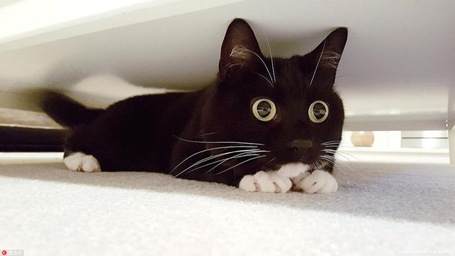 小黑猫靠铜铃大眼爆红网络 好奇表情包俘获千万粉丝