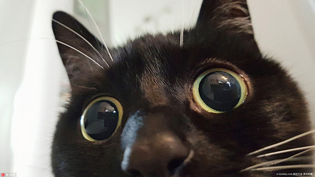 小黑猫靠铜铃大眼爆红网络 好奇表情包俘获千万粉丝