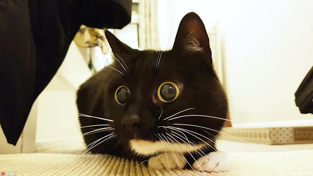 小黑猫靠铜铃大眼爆红网络 好奇表情包俘获千万粉丝