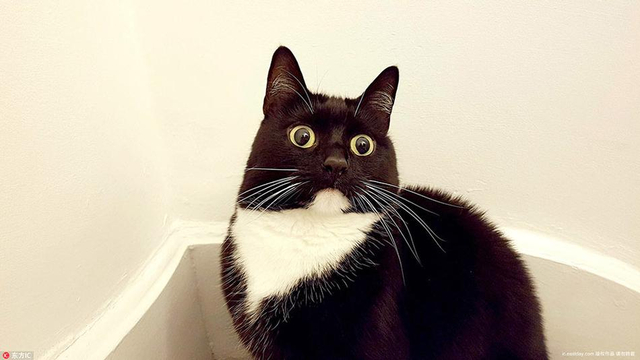 小黑猫靠铜铃大眼爆红网络 好奇表情包俘获千万粉丝