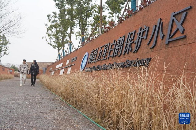 鄱阳湖畔的“候鸟食堂”_新浪图片