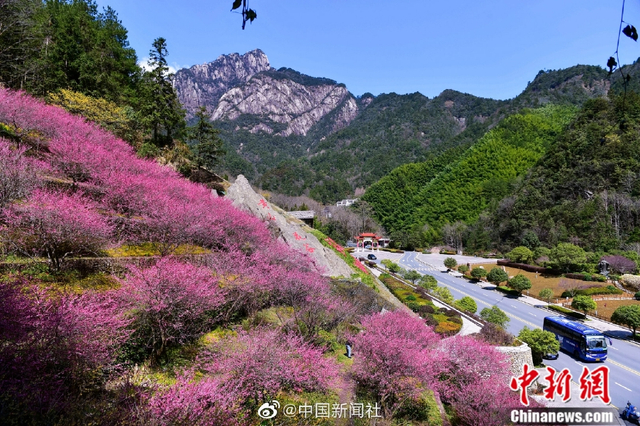 山上雪花山下春花安徽黄山现 两季风光 新浪图片