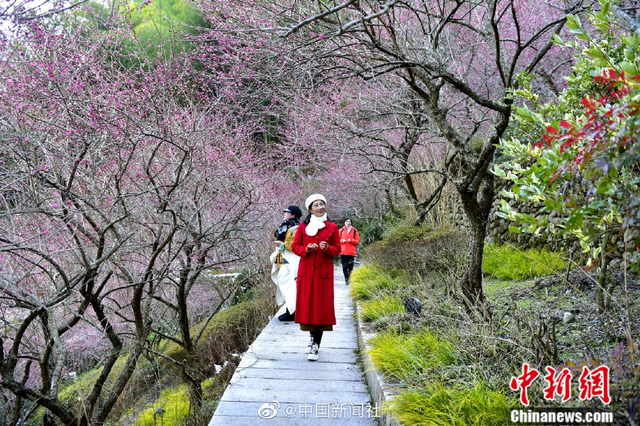 山上雪花山下春花安徽黄山现 两季风光 新浪图片
