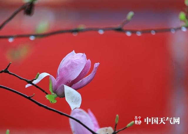 柳什么花红的成语_海花红是什么(3)