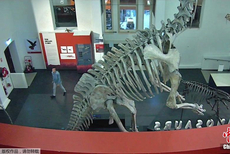 澳大利亚博物馆闭馆期间 一名男子“包场”看展览