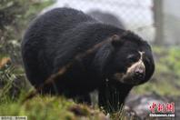 探访哥伦比亚动物保护区 眼镜熊现身林间憨厚可爱