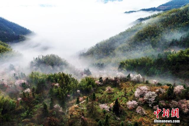 航拍江西武宁太平山万亩樱花竞相绽放游人纷至沓来 新浪图片