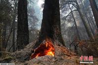 美国加州山火延烧至红杉林 部分树龄超2000年