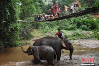 新冠疫情重创旅游业 泰国数千头大象“失业”返乡