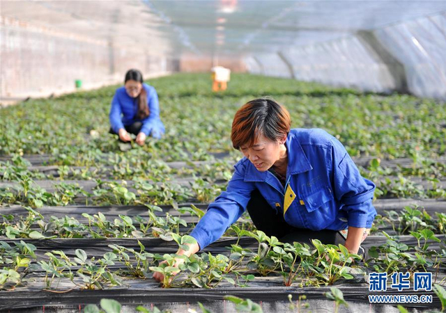 1月11日,农民在河北青县广旺农业专业合作社大棚内管理种植的草莓.