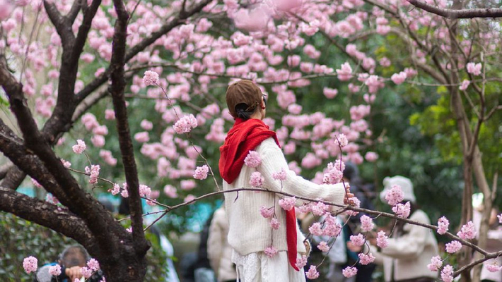 武汉大学早樱盛开迎客