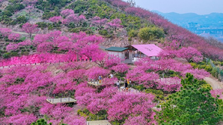 浙江长兴：梅花漫山遍野