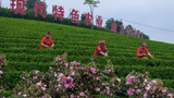 广西钦州：游客体验采茶度周末