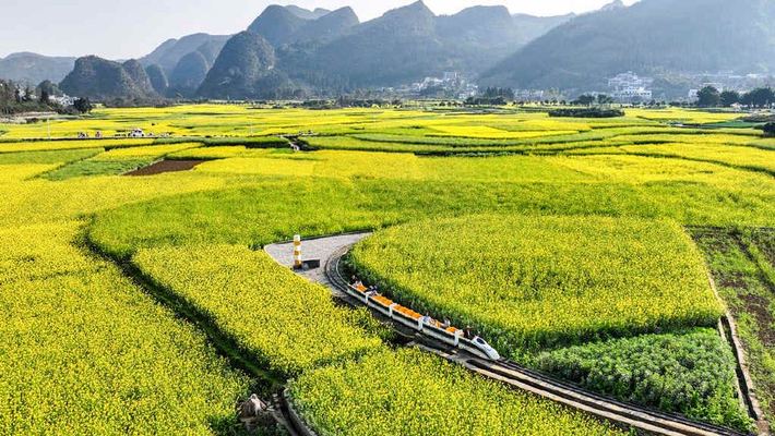 贵州兴义：油菜花铺就黄绿地毯