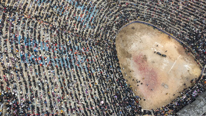 贵州从江：民俗斗牛观演引客来