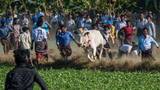 近身肉搏殊死决斗！缅甸“驯牛节”场面惊险