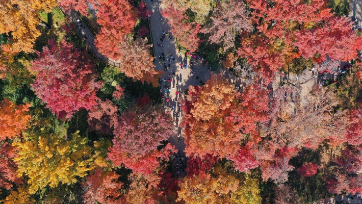 江苏苏州：天平山层林尽染惹人醉