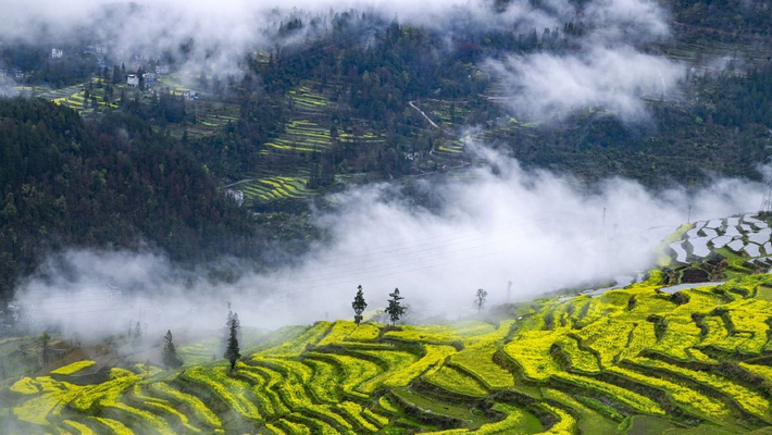 重庆千氹田梯田云雾撩绕春铺万亩金