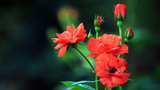 江苏淮安：初伏时节月季花绽放