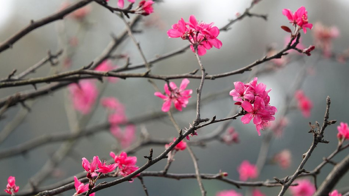 湖北宜昌：海棠花反季节绽放